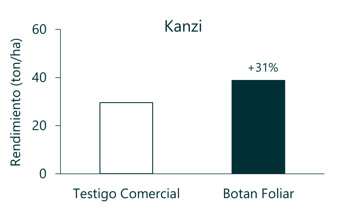 Manzanos 1.1